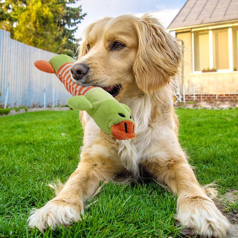 Squeaky Stuffed Chew Toys
